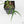 Philodendron Polypodioides (wk42-L197)