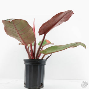 Philodendron 'Prince of Orange' Variegated (wk16-R)