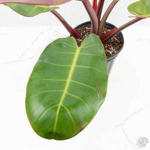 Philodendron 'Prince of Orange' Variegated (wk16-R)