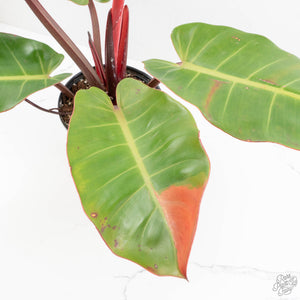 Philodendron 'Prince of Orange' Variegated (wk16-R)