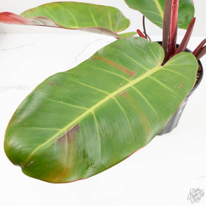 Philodendron 'Prince of Orange' Variegated (wk16-R)