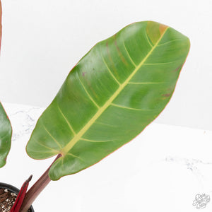 Philodendron 'Prince of Orange' Variegated (wk16-R)