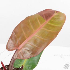 Philodendron 'Prince of Orange' Variegated (wk16-R)