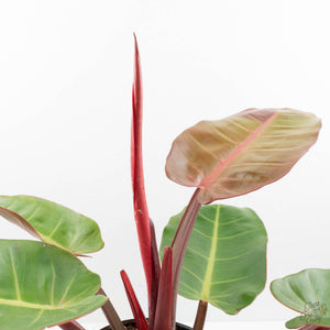 Philodendron 'Prince of Orange' Variegated (wk16-R)