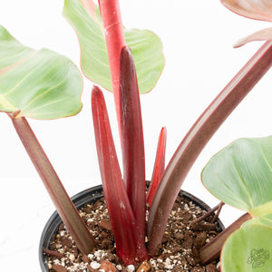 Philodendron 'Prince of Orange' Variegated (wk16-R)
