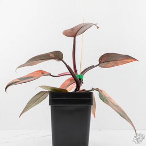Philodendron 'Princess of Fire' (wk18-K)