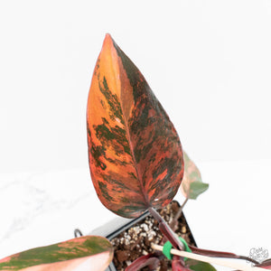 Philodendron 'Princess of Fire' (wk18-K)