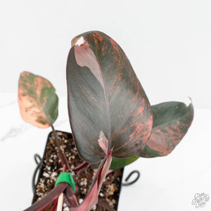 Philodendron 'Princess of Fire' (wk18-K)