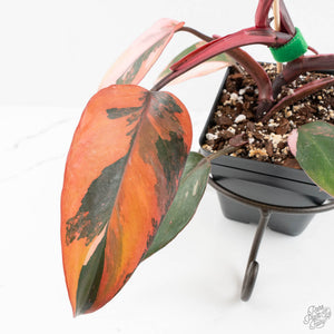 Philodendron 'Princess of Fire' (wk18-K)