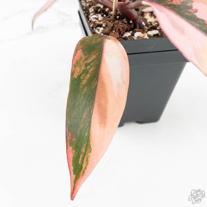 Philodendron 'Princess of Fire' (wk18-K)
