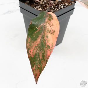 Philodendron 'Princess of Fire' (wk18-K)