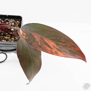 Philodendron 'Princess of Fire' (wk19-F)