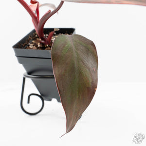 Philodendron 'Princess of Fire' (wk19-F)