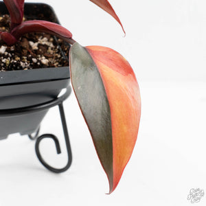 Philodendron 'Princess of Fire' (wk19-F)