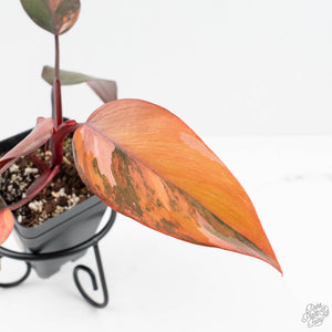 Philodendron 'Princess of Fire' (wk19-F)