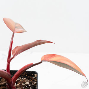 Philodendron 'Princess of Fire' (wk19-F)