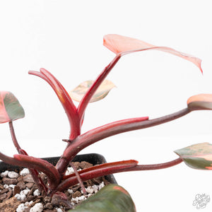 Philodendron 'Princess of Fire' (wk21-UK)