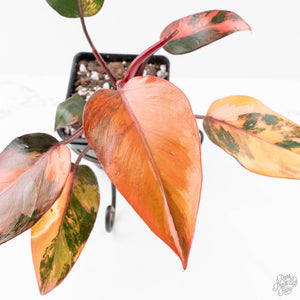 Philodendron 'Princess of Fire' (wk21-UK)