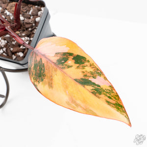 Philodendron 'Princess of Fire' (wk21-UK)