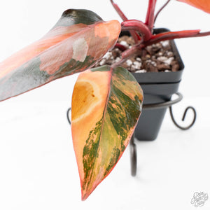 Philodendron 'Princess of Fire' (wk21-UK)