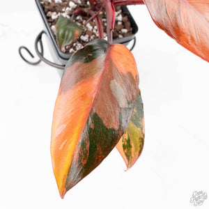 Philodendron 'Princess of Fire' (wk21-UK)
