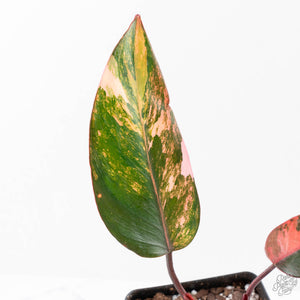 Philodendron 'Princess of Fire' (wk21-UK)