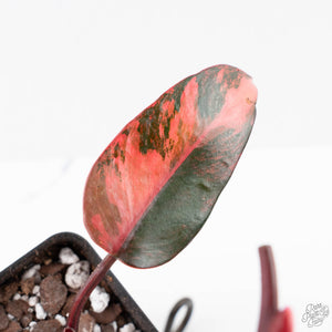 Philodendron 'Princess of Fire' (wk21-UK)