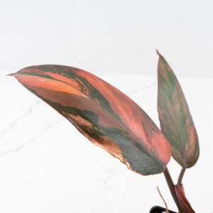 Philodendron 'Princess of Fire' (wk32-D)