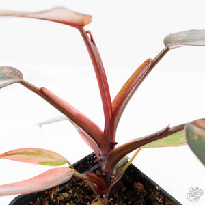 Philodendron 'Princess of Fire' (wk24-D)