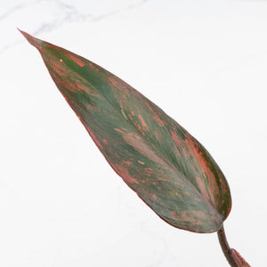 Philodendron 'Princess of Fire' (wk32-D)