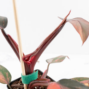 Philodendron 'Princess of Fire' (wk32-D)