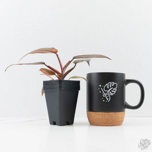Philodendron 'Princess of Fire' (wk24-D)