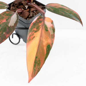 Philodendron 'Princess of Fire' (wk32-D)