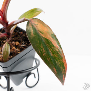 Philodendron 'Princess of Fire' (wk24-D)