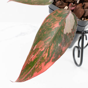 Philodendron 'Princess of Fire' (wk32-D)