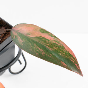 Philodendron 'Princess of Fire' (wk32-D)