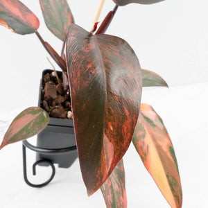 Philodendron 'Princess of Fire' (wk32-D)