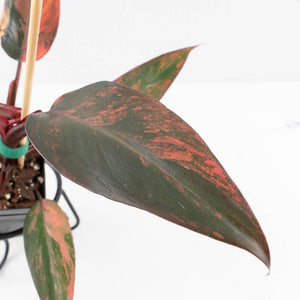 Philodendron 'Princess of Fire' (wk32-D)