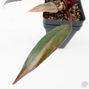 Philodendron 'Princess of Fire' (wk26-E)