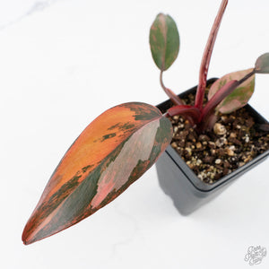 Philodendron 'Princess of Fire' (wk26-E)