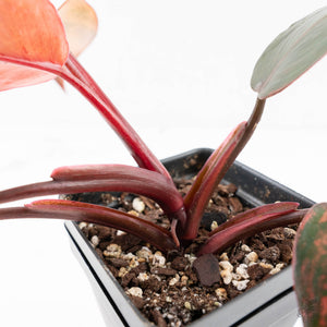 Philodendron 'Princess of Fire' (wk27-B)