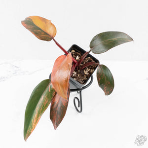 Philodendron 'Princess of Fire' (wk27-B)