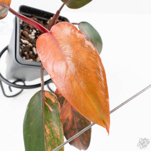 Philodendron 'Princess of Fire' (wk27-B)
