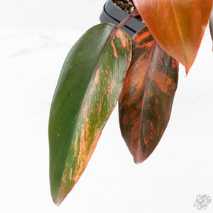 Philodendron 'Princess of Fire' (wk27-B)