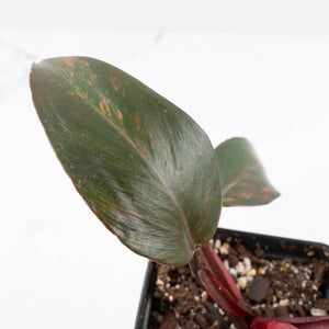 Philodendron 'Princess of Fire' (wk27-B)