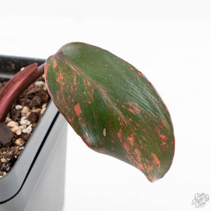 Philodendron 'Princess of Fire' (wk27-B)
