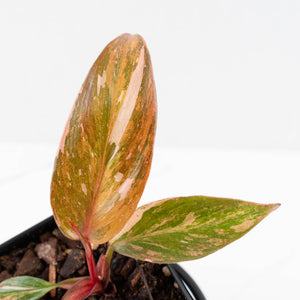 Philodendron 'Princess of Fire' (wk30-H)