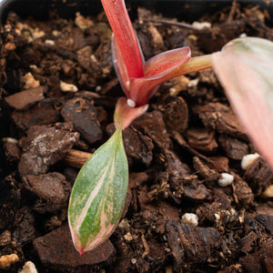 Philodendron 'Princess of Fire' (wk30-H)