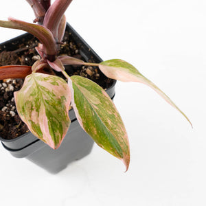 Philodendron 'Princess of Fire' (wk31-Q)