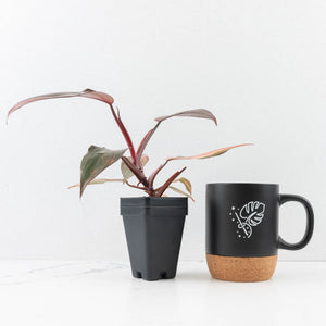 Philodendron 'Princess of Fire' (wk31-Q)